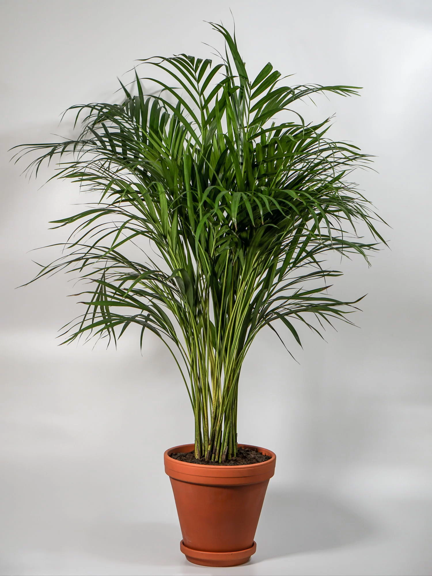 Areca Palm (1.5-2ft)