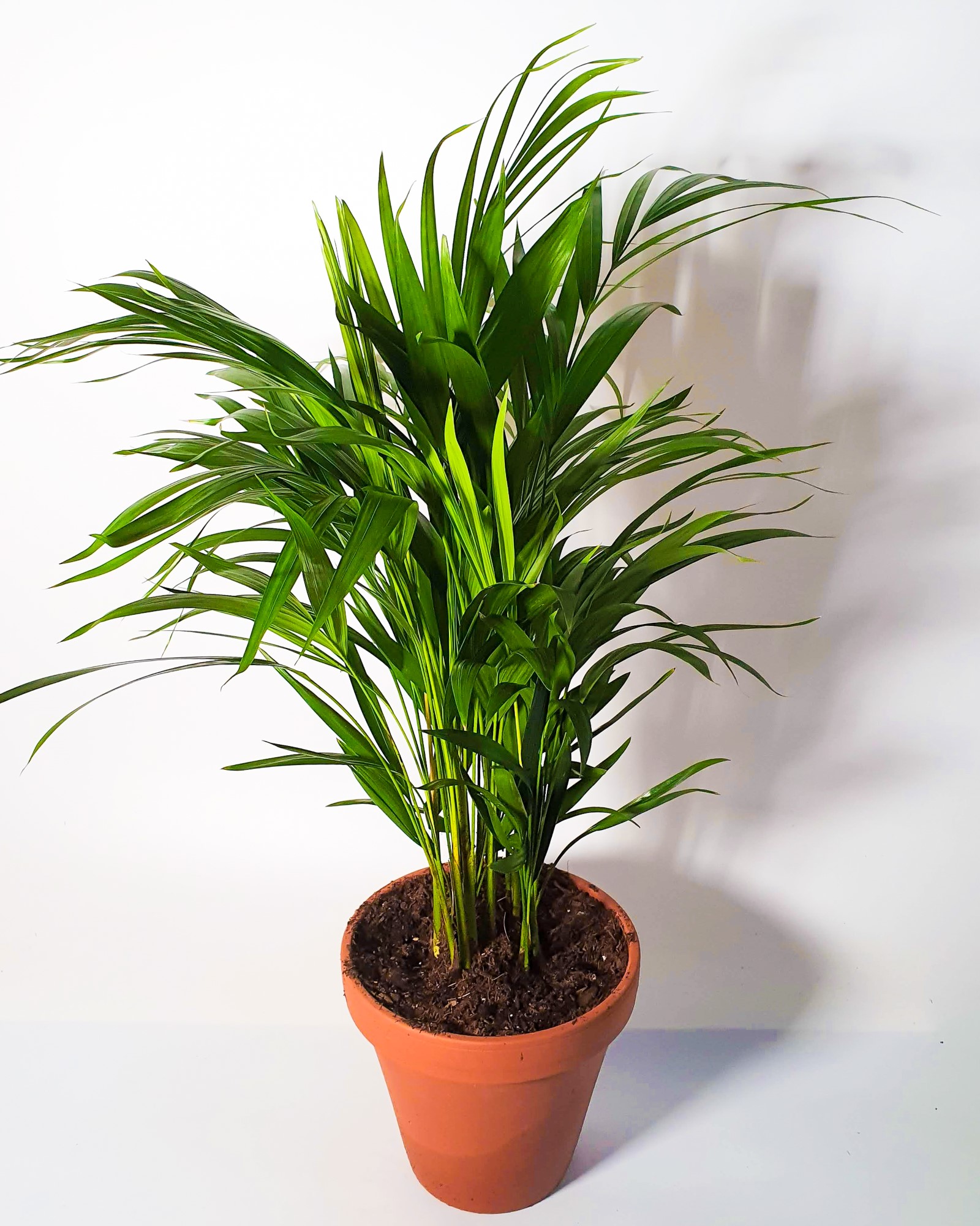 Areca Palm (1.5-2ft)
