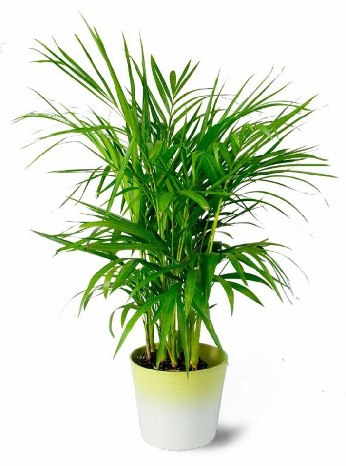 Areca Palm (3.5ft)