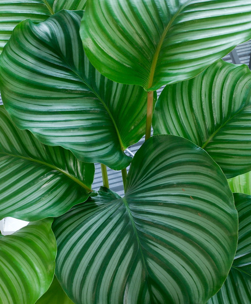 Calathea Orbit
