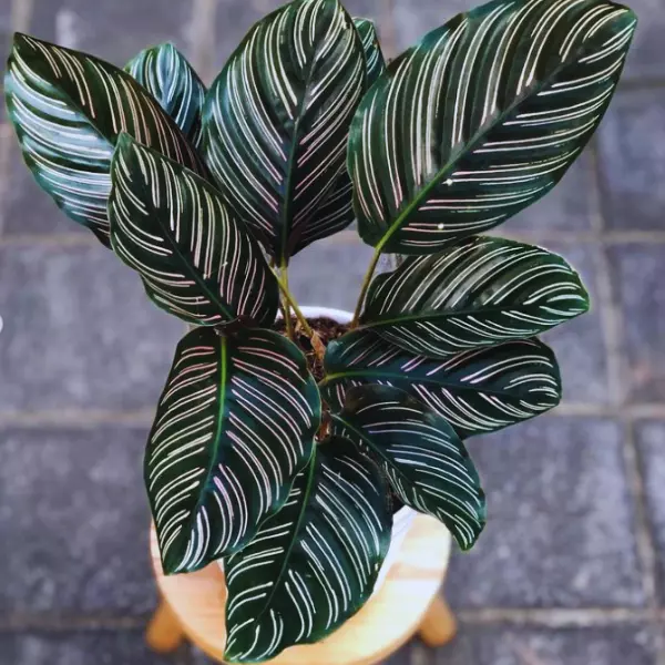 Calathea Ornata