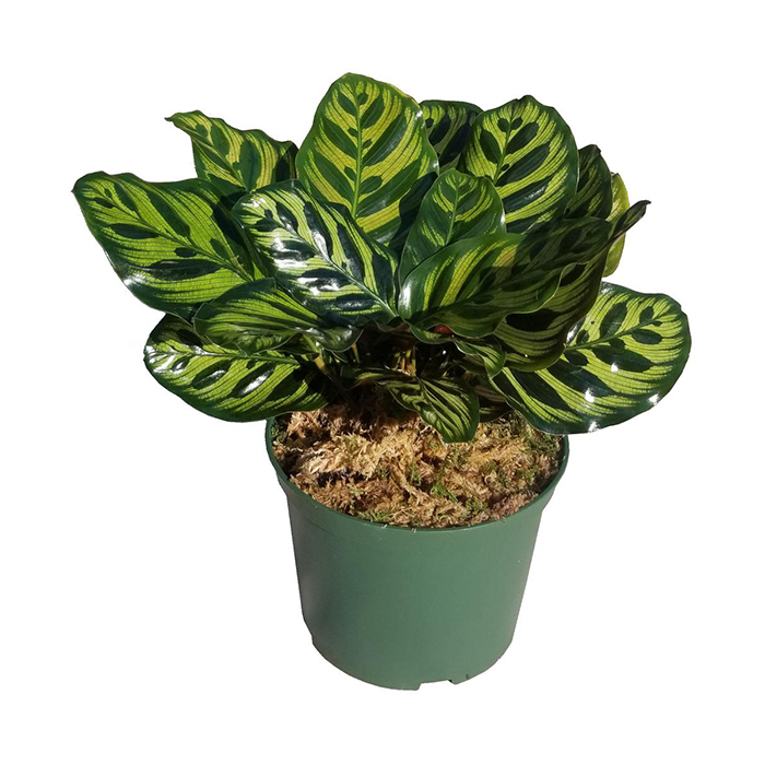Calathea Peacock
