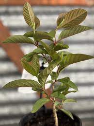 Guava Plant
