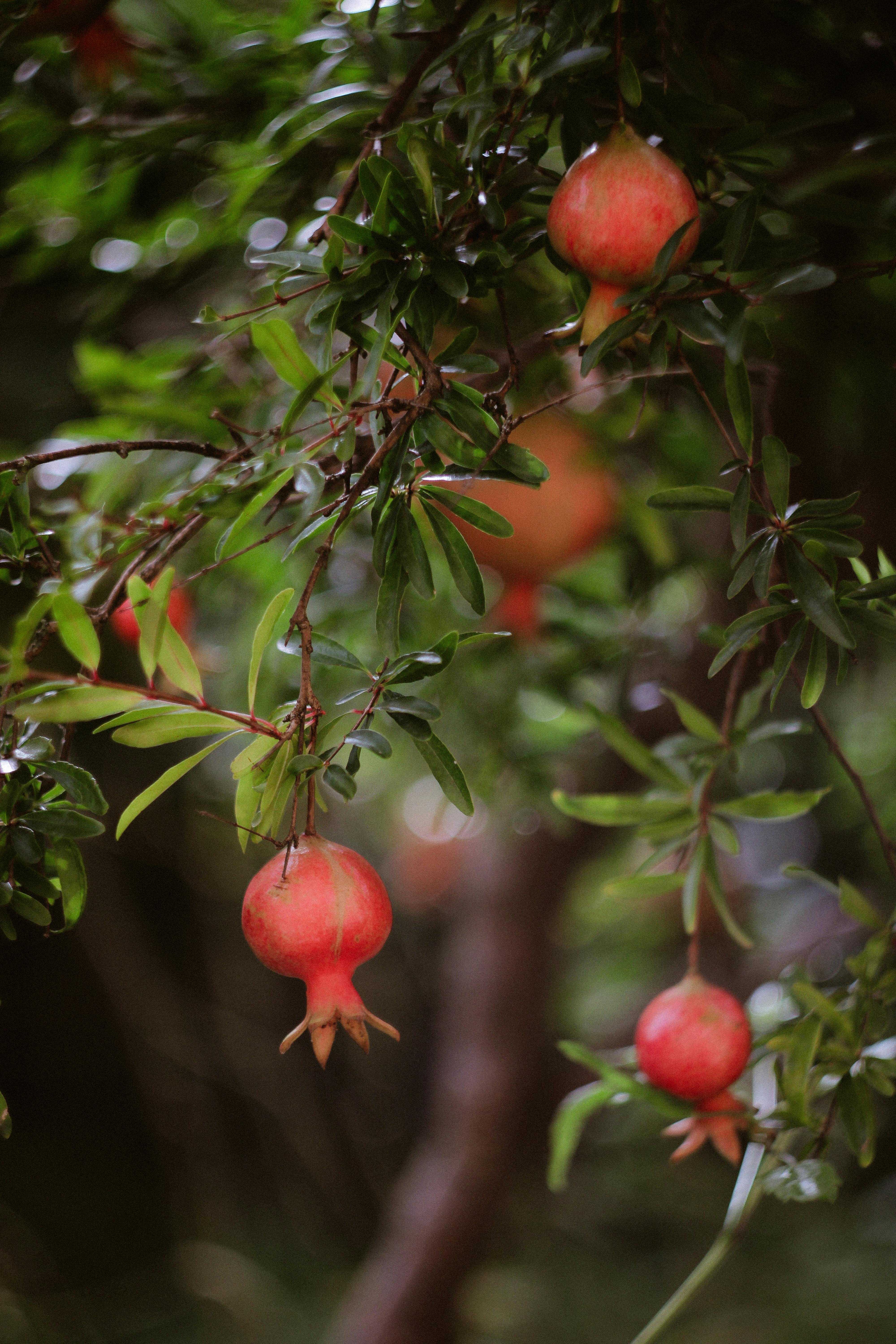Pomegranate Plant