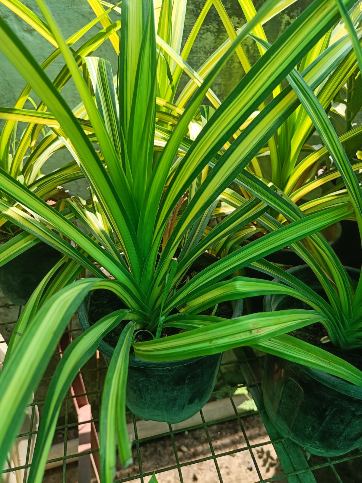 Pandanus - Vibrant House Plant