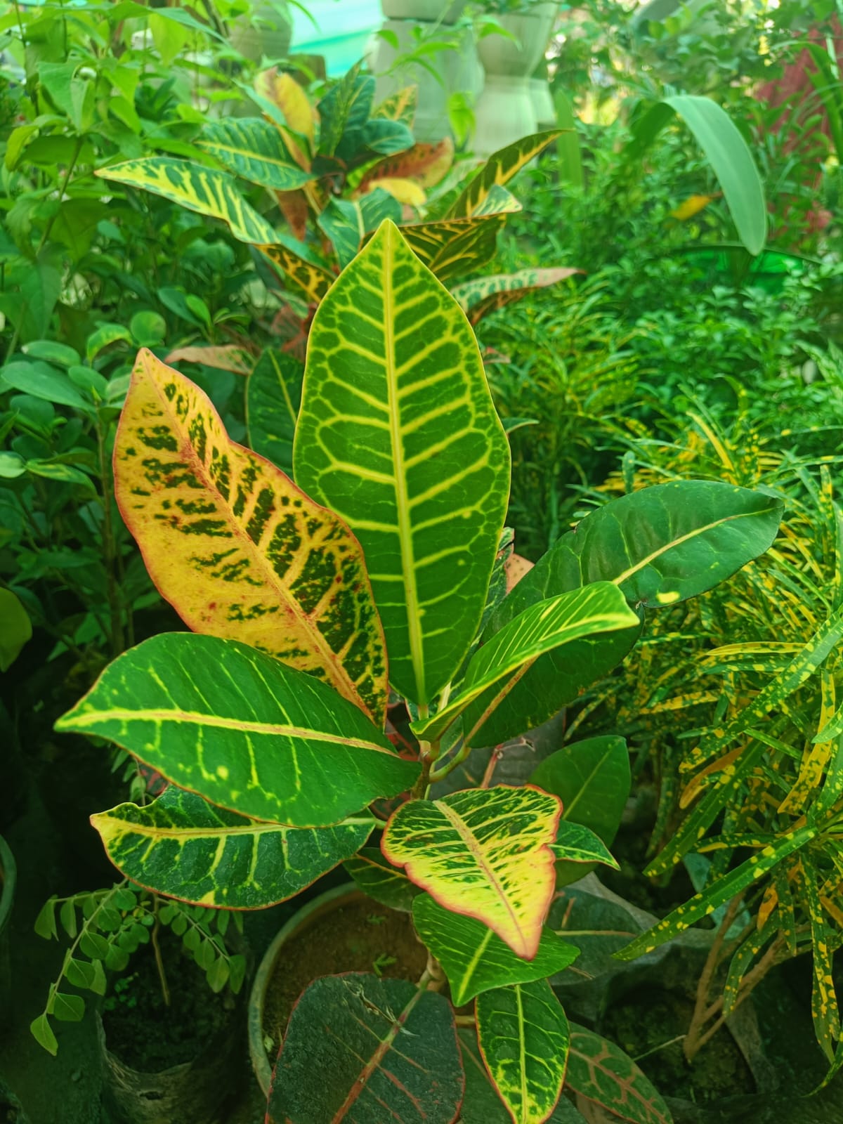 Vibrant Croton Plant