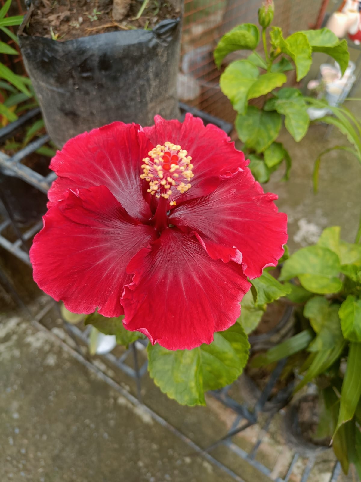 Hibiscus - Grafted all weather blooming plant