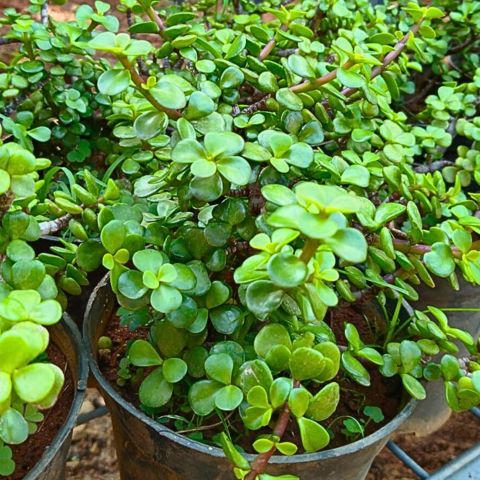 Jade Plant