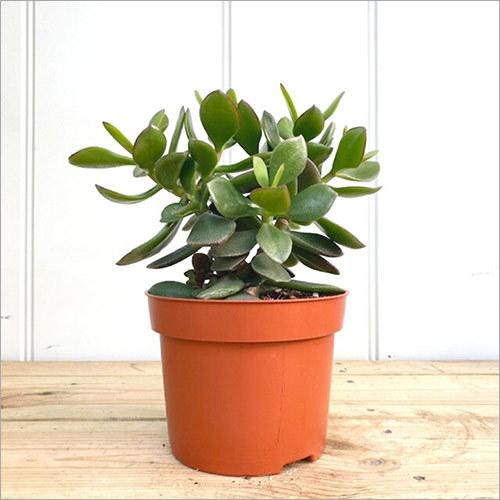 Crassula Plant( Kuberakshi Plant)