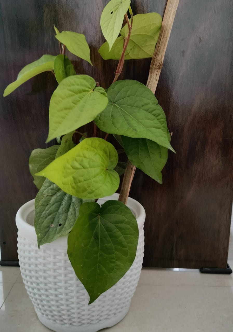Betel (Paan) plant