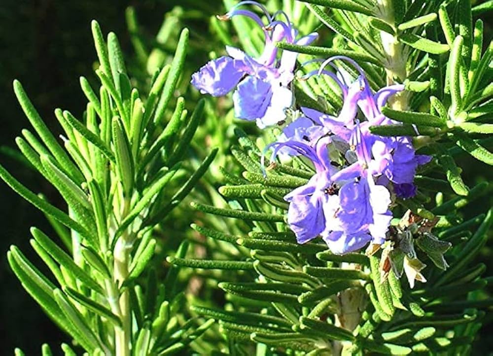 Rosemary Plant