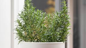 Rosemary Plant