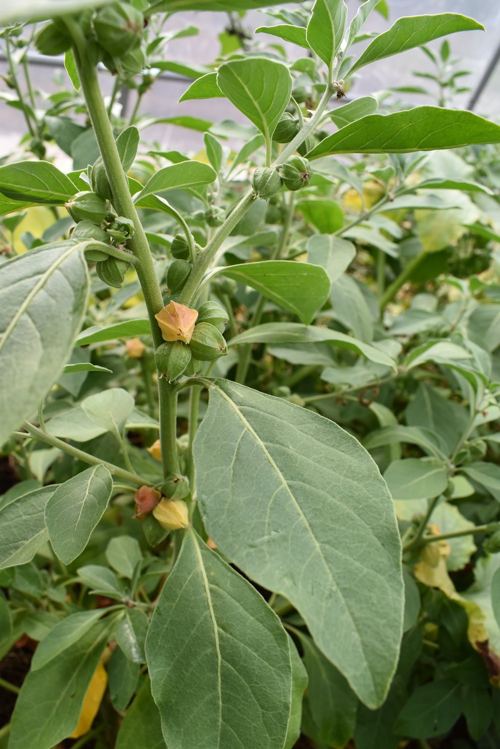 Ashwagandha Plant
