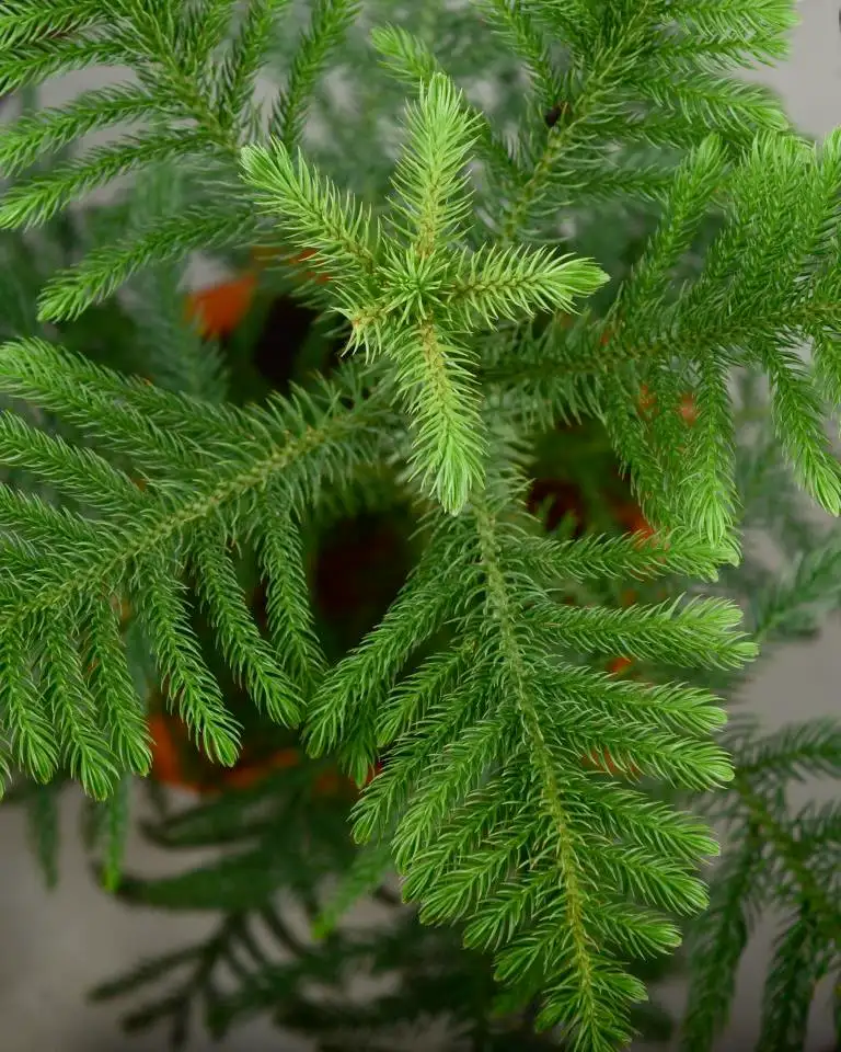 Araucaria Plant (X-mas tree)- 3ft+