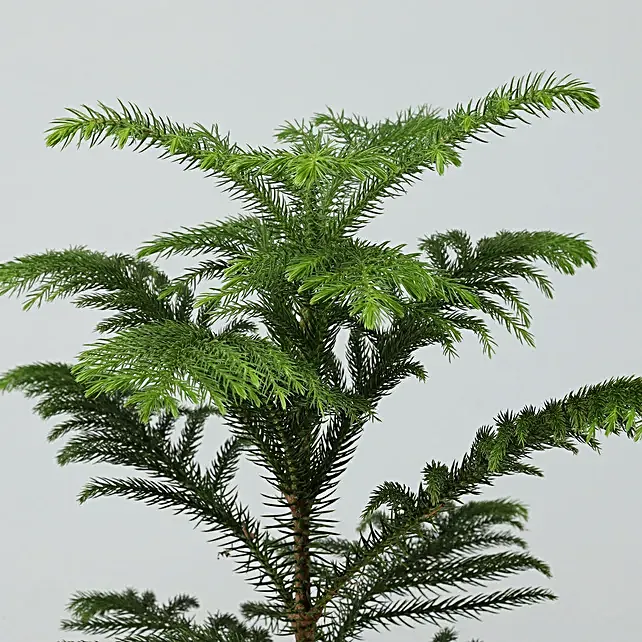 Araucaria Plant (X-mas tree)- 3ft+