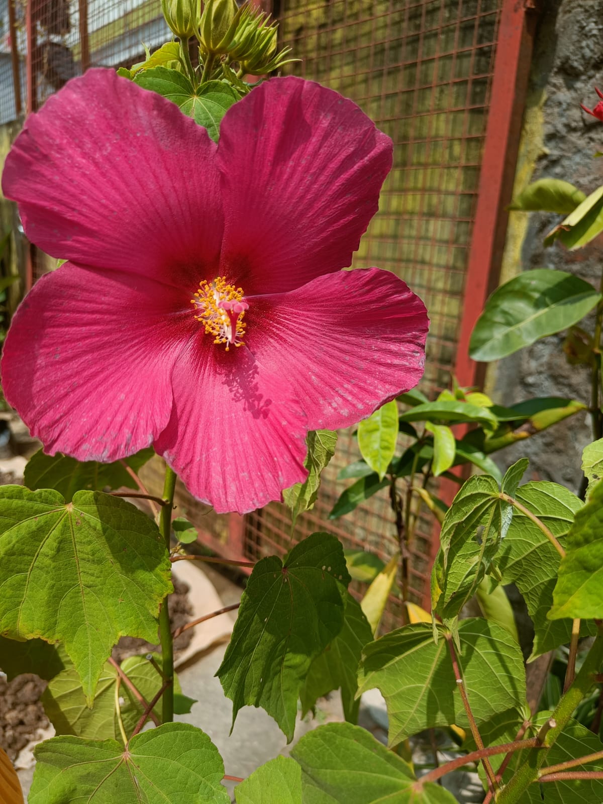 Rose Mallow (Lata Kasturi)