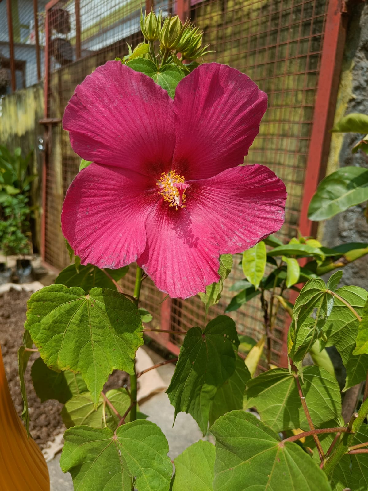 Rose Mallow (Lata Kasturi)