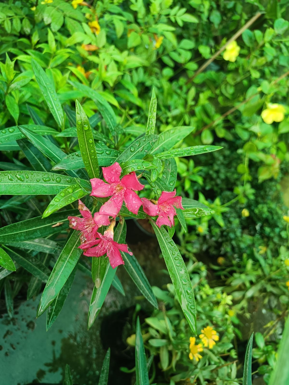 Dwarf Kaner perennial plant