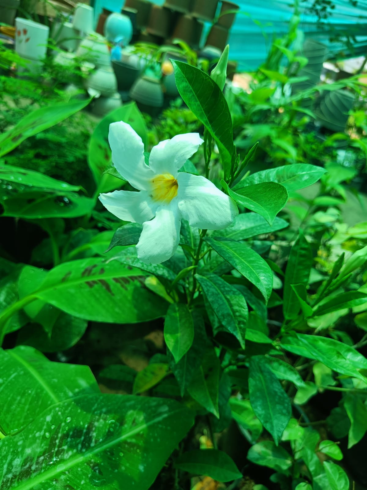 Mandevilla - White (perennial)