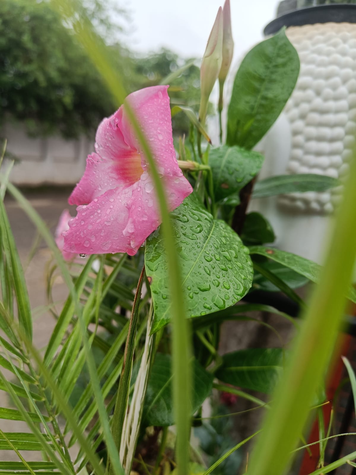 Mandevilla (pink)- Perennial plant
