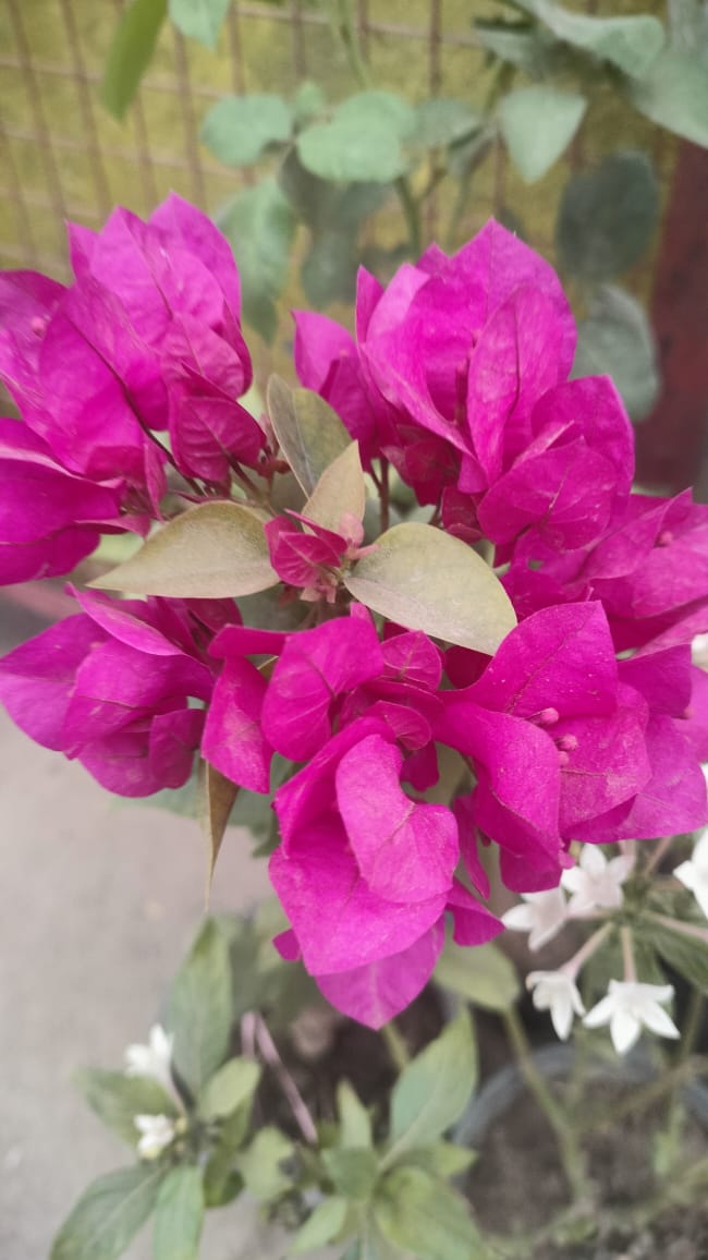 Bougainville