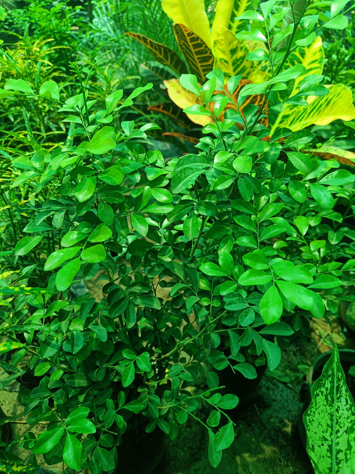 Madhu Kamini - Perennial flowering plant