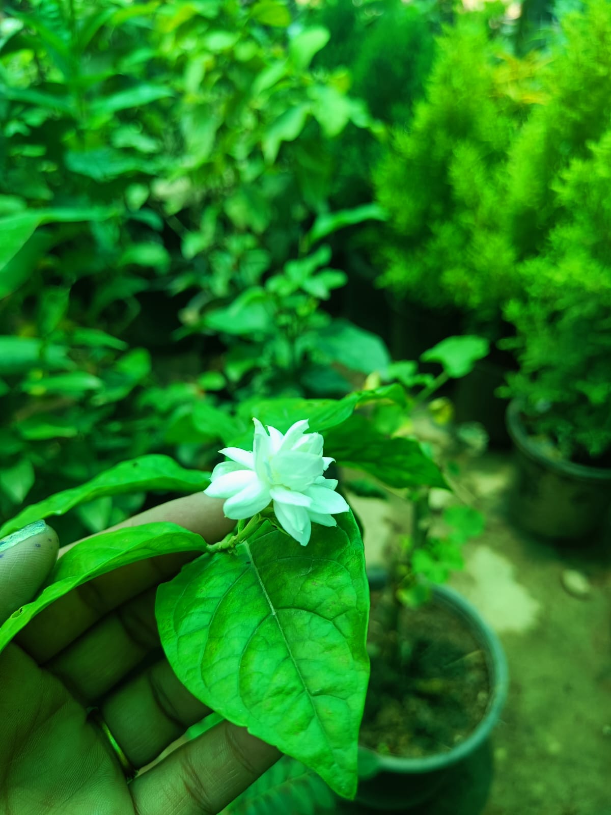 Jasmine Plant