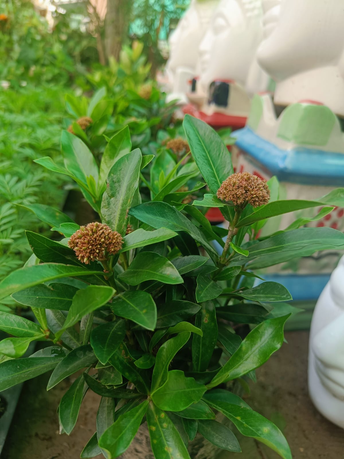 Dwarf Xora - Perennial Flowering Plant