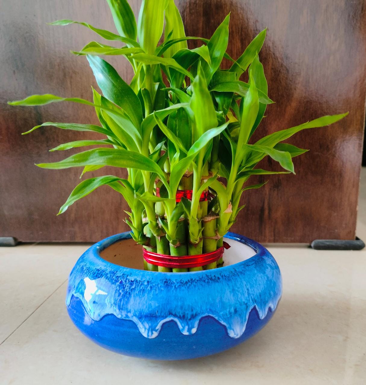 Lucky Bamboo in Blue Pot