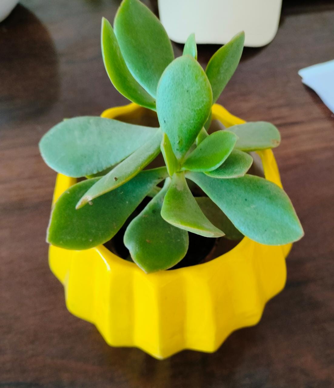 Diamond Shaped Pot