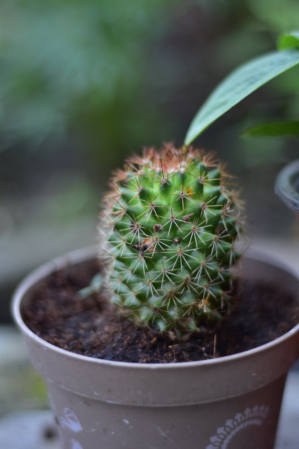 Small Potted Cactus