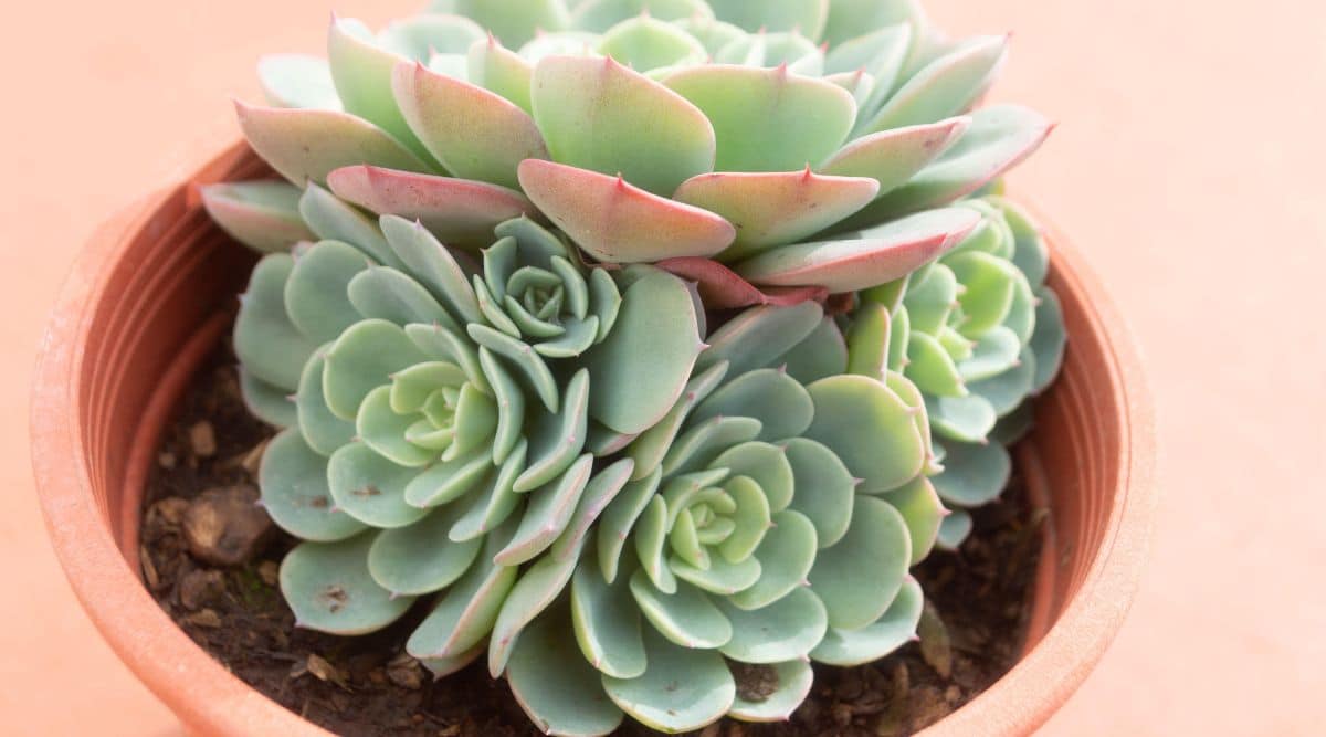 Succulent Plant