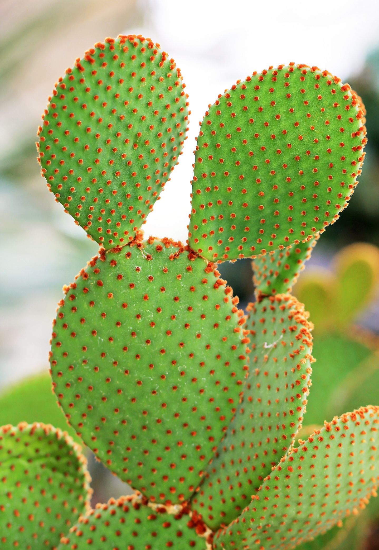 Bunny Ear Cactus