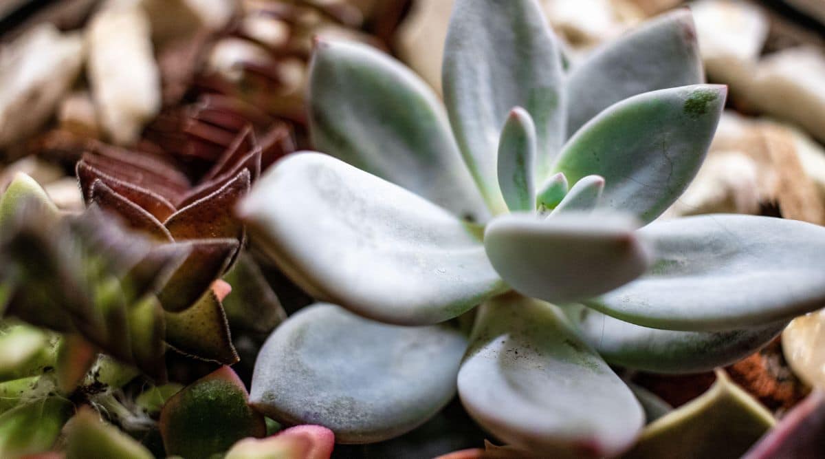 Little Jewel Succulent Plant