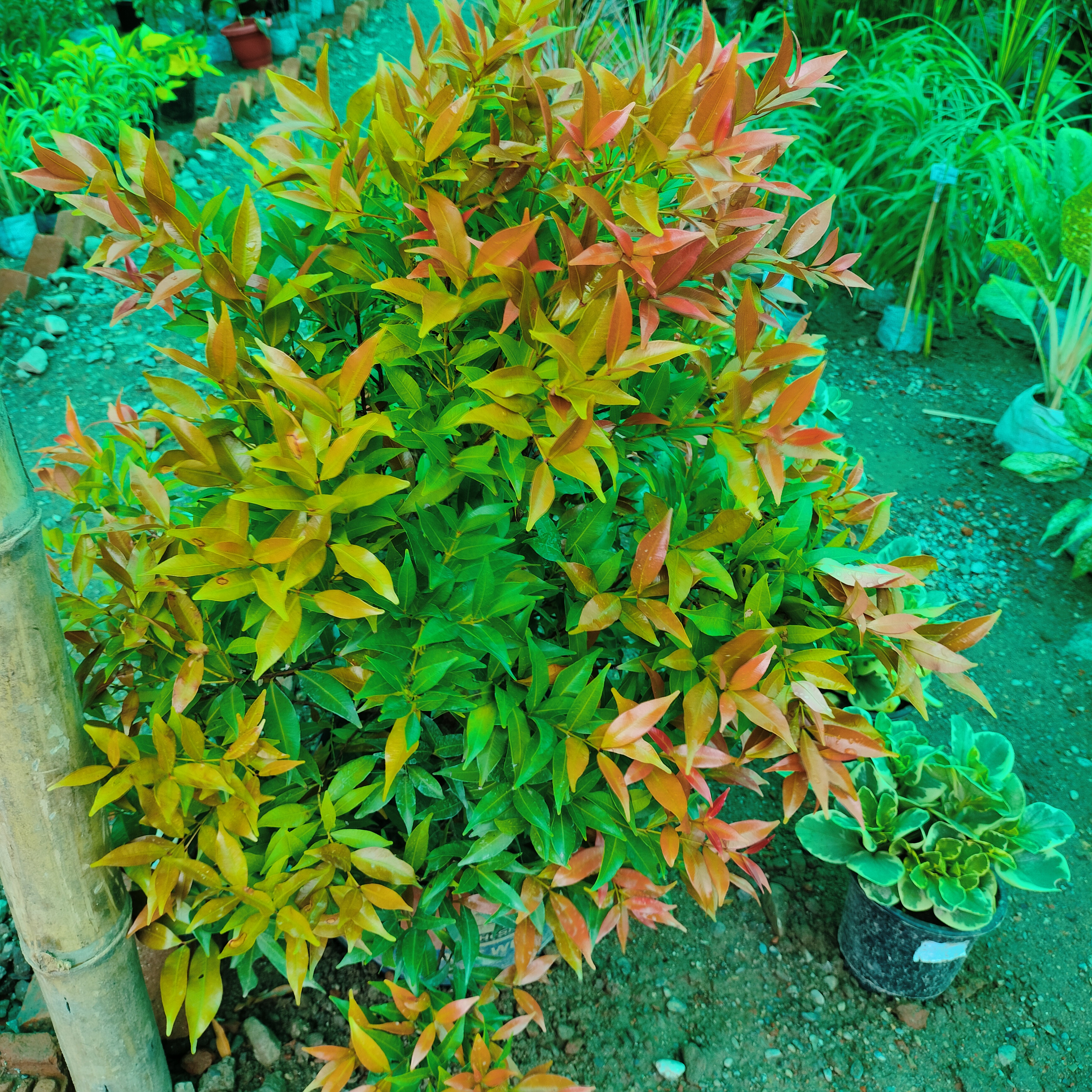 Colorful Syzygium Drum (Christine Tree)