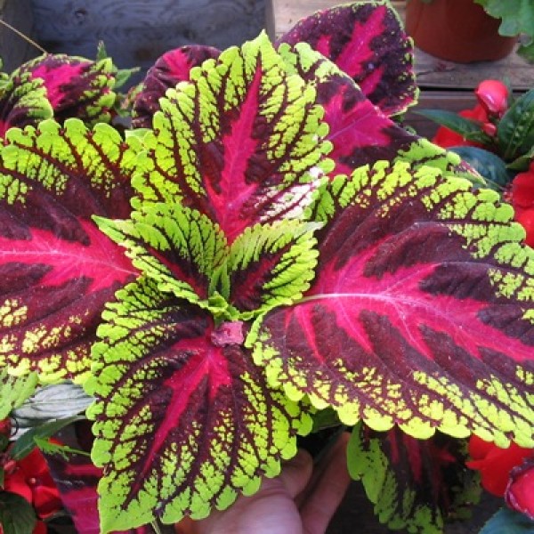 Coleus Plant