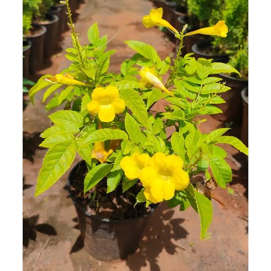 Yellow Tecoma Plant