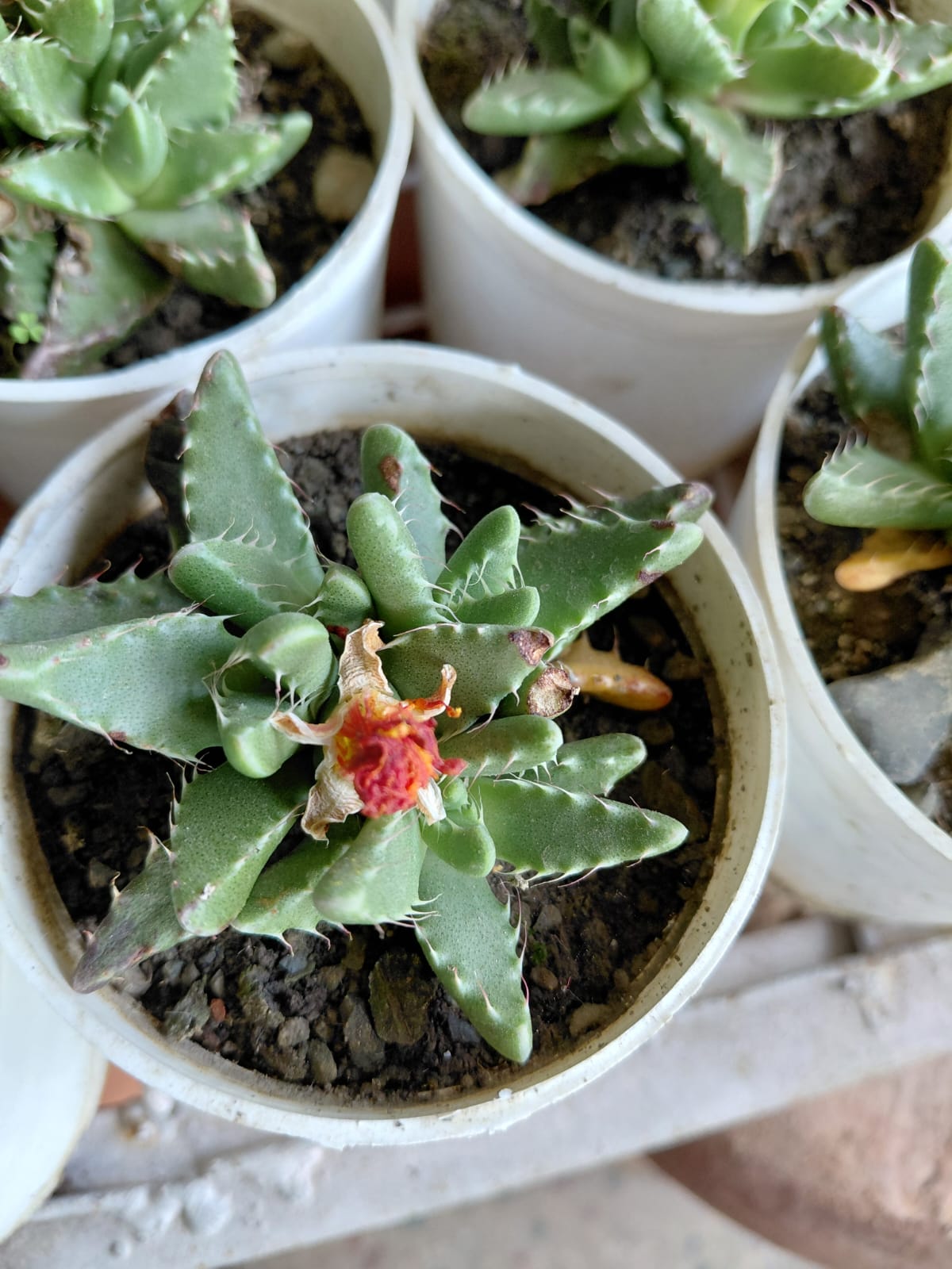Succulent Plant in Pot