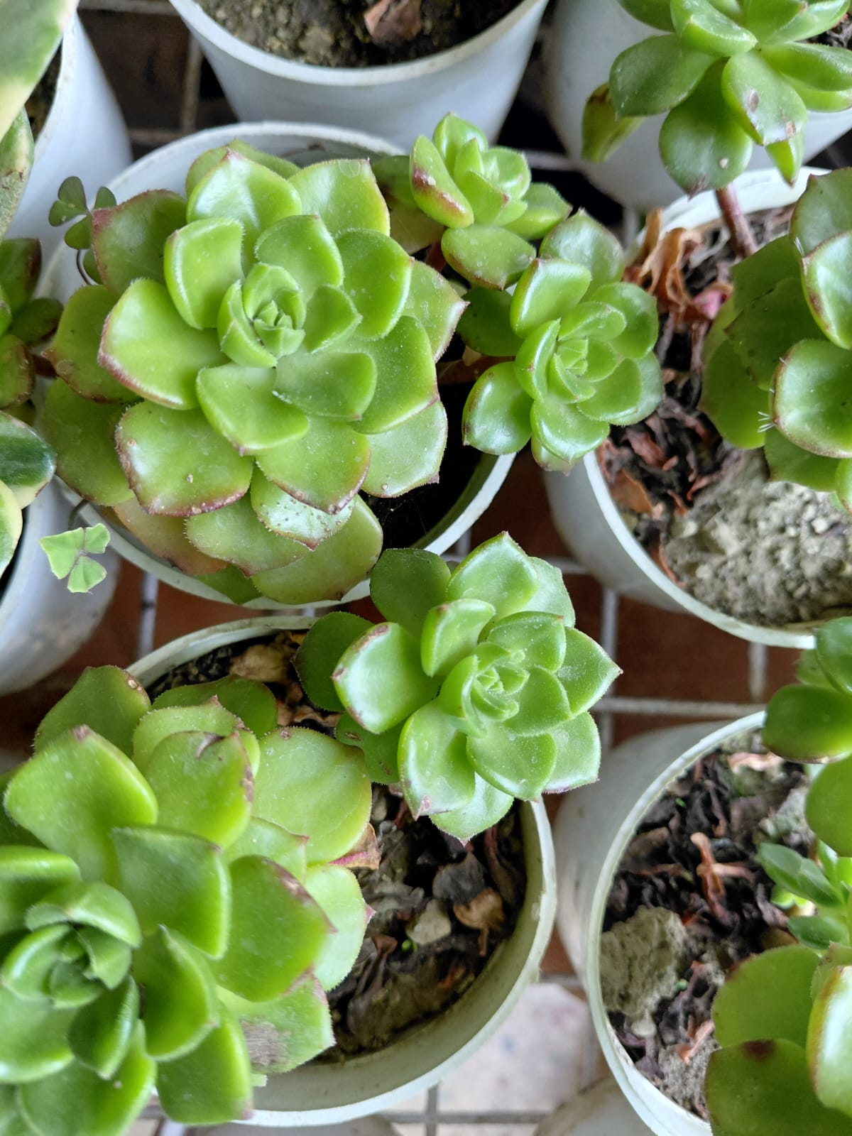 Aonium Haworthii Succulent Plant