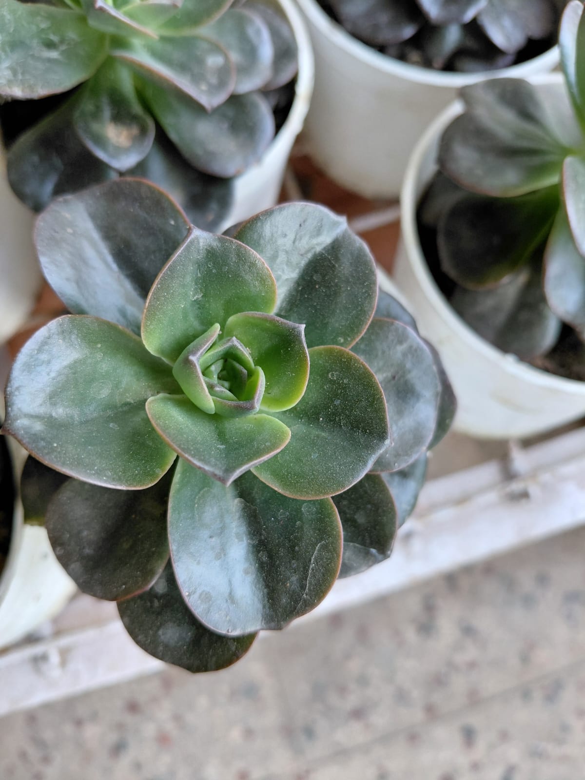 Echeveria Black Succulent Plant
