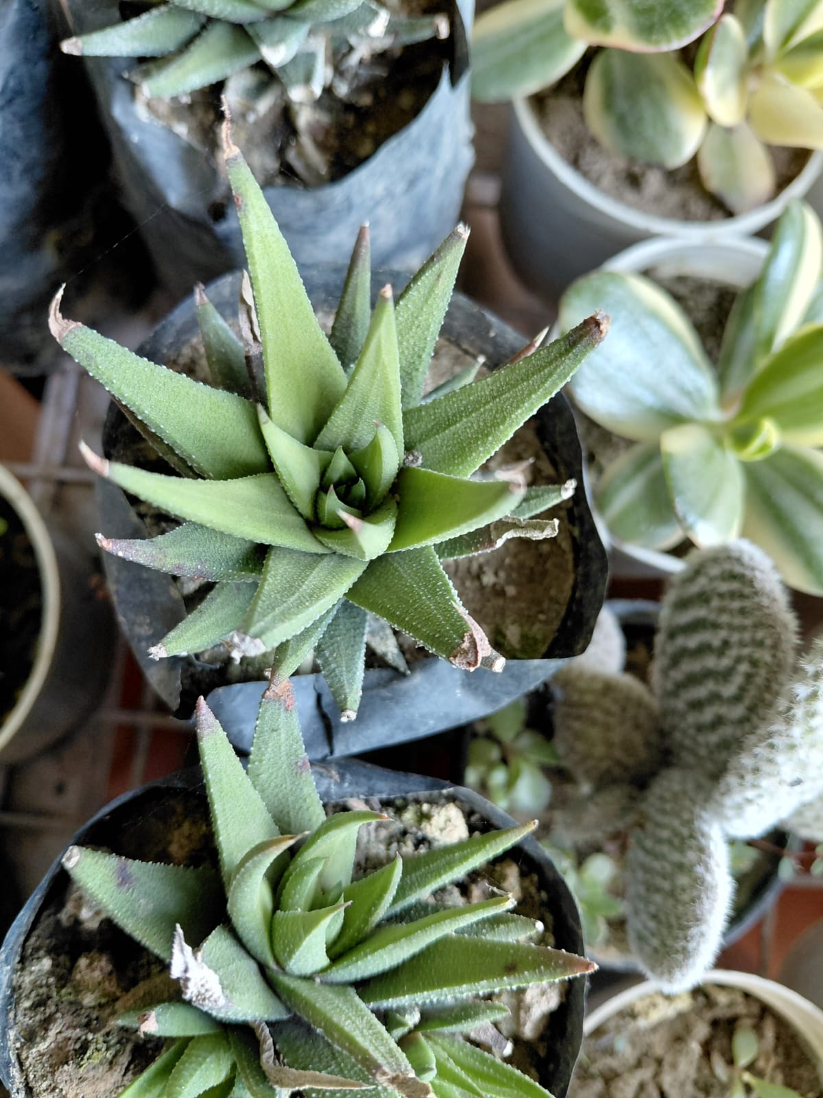 Haworthia Succulent Plant