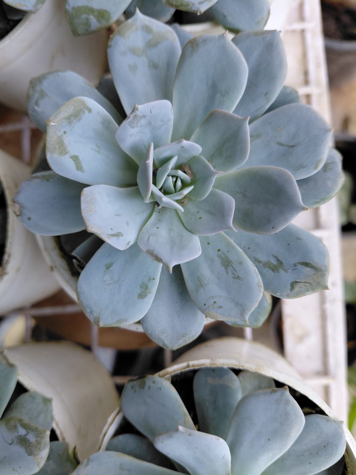 Ghost Echeveria Succulent Plant