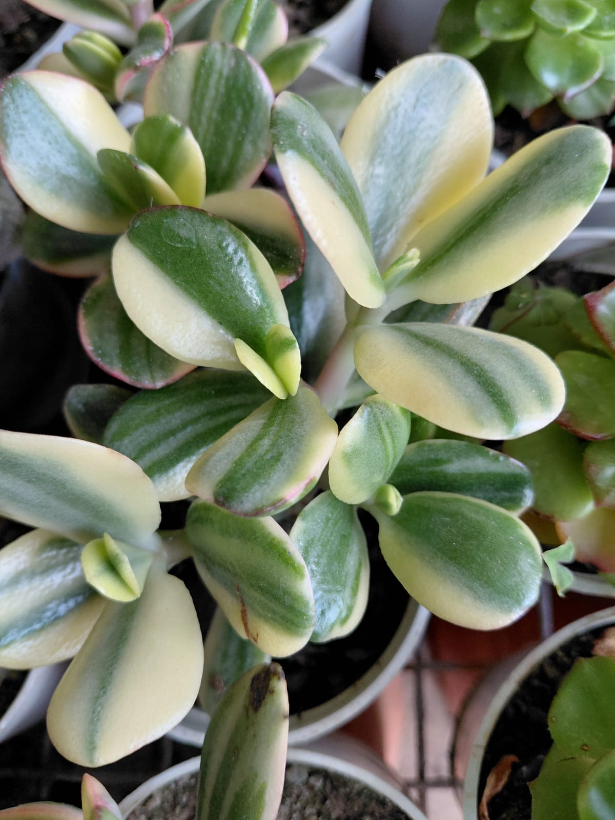 Variegated Jade Plant (Crassula ovata ‘Variegata’)