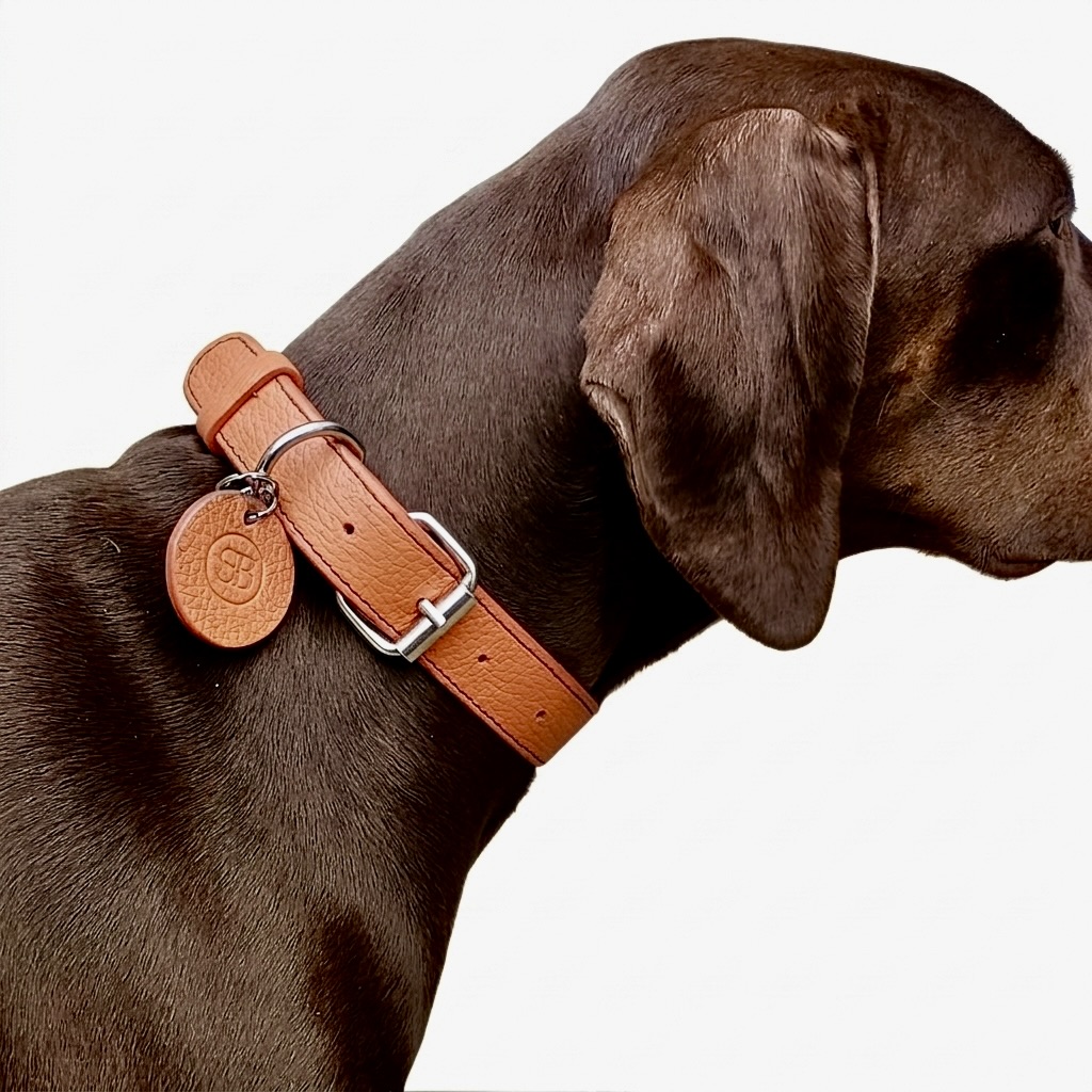 Collier chien - Vénus