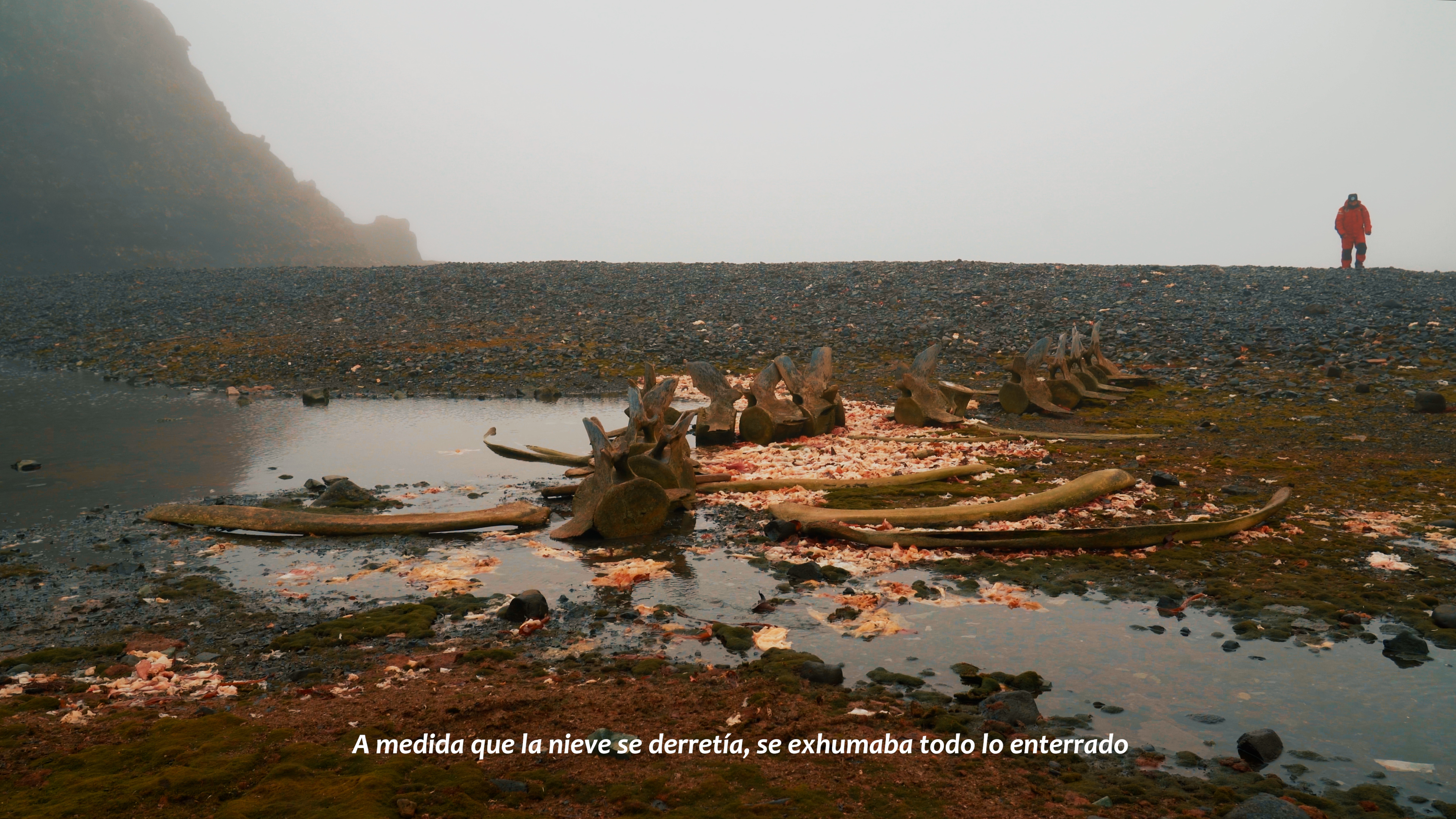 Anamnesis — Still I