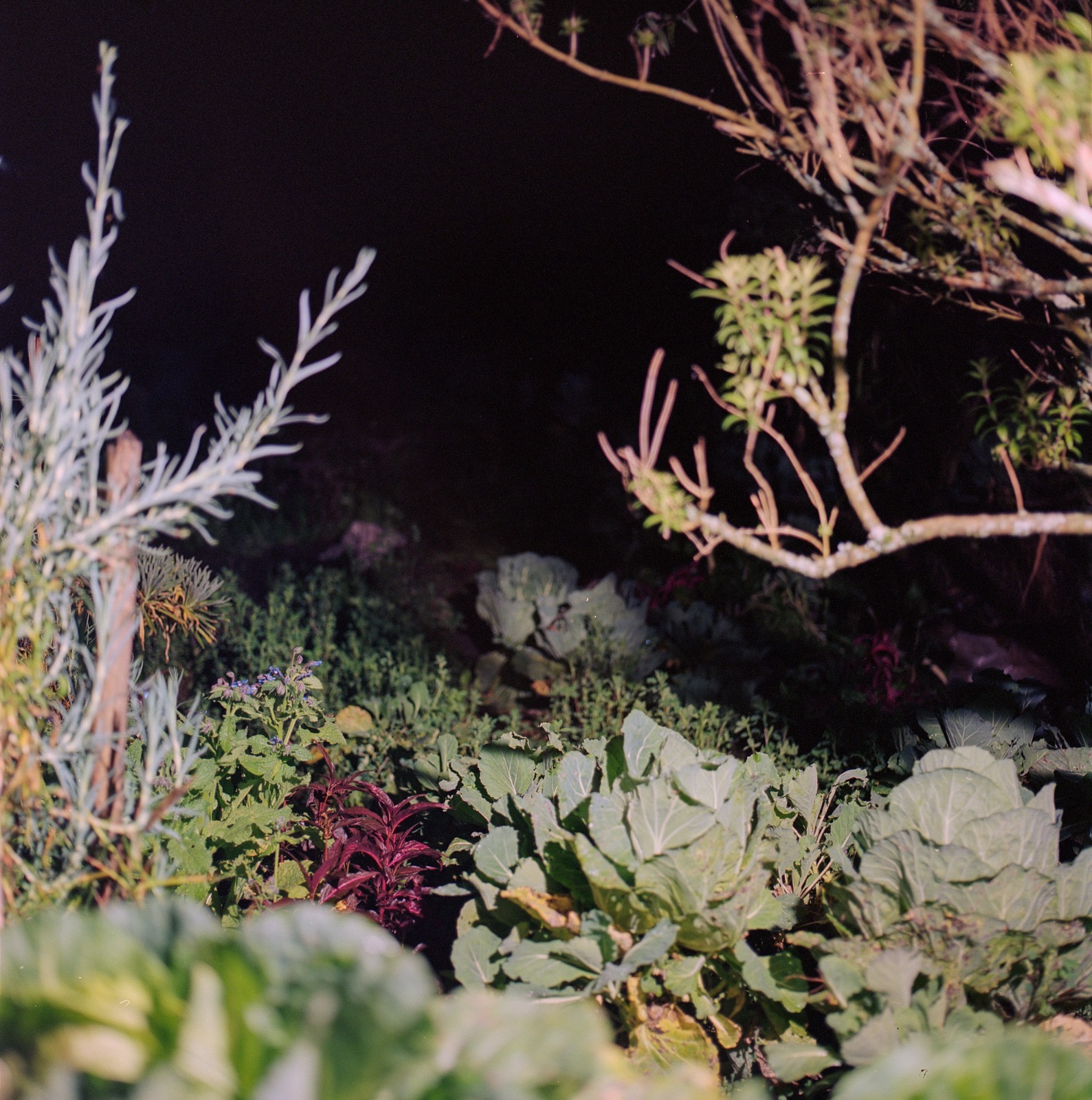 "Sin título", de la serie El jardín