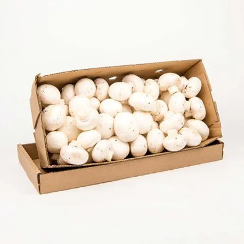 White Button Mushroom