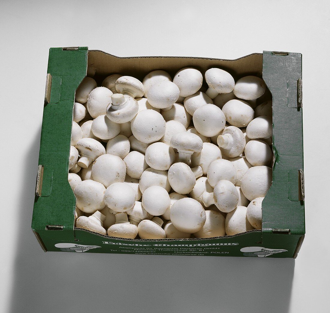 White Button Mushroom