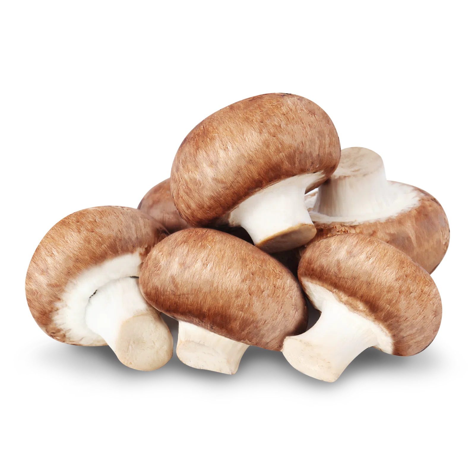 Brown Button Mushroom