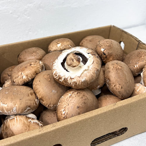 Brown Button Mushroom